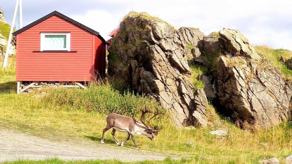 Ein Prachtexemplar in Skarsvåg/Nordkapinsel