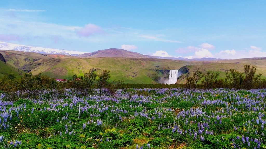 Hinter dem Lupinenmeer der Skógafoss/Südisland