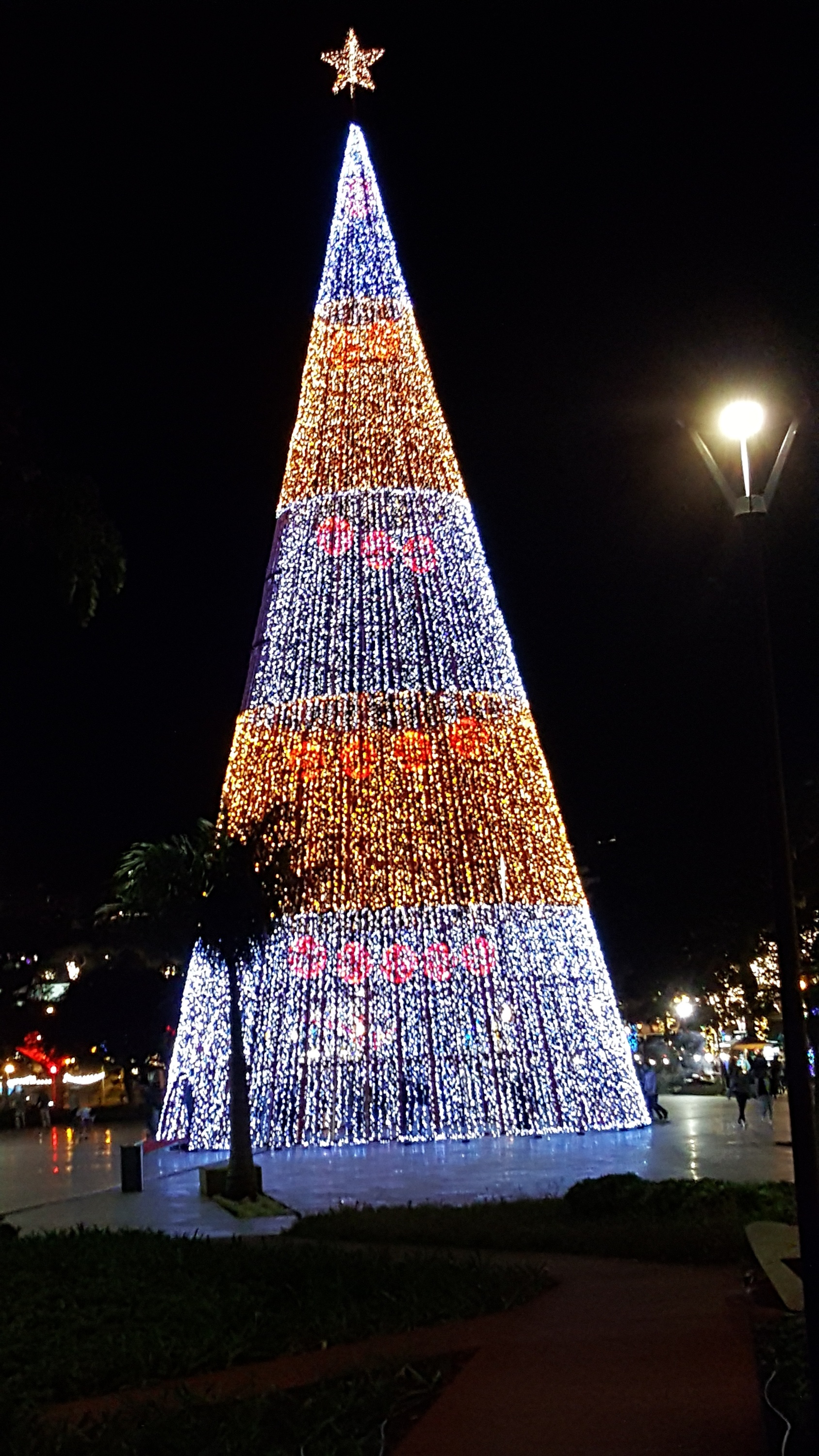 Madeira Weihnachtspyramide (ca. 30 meter hoch )