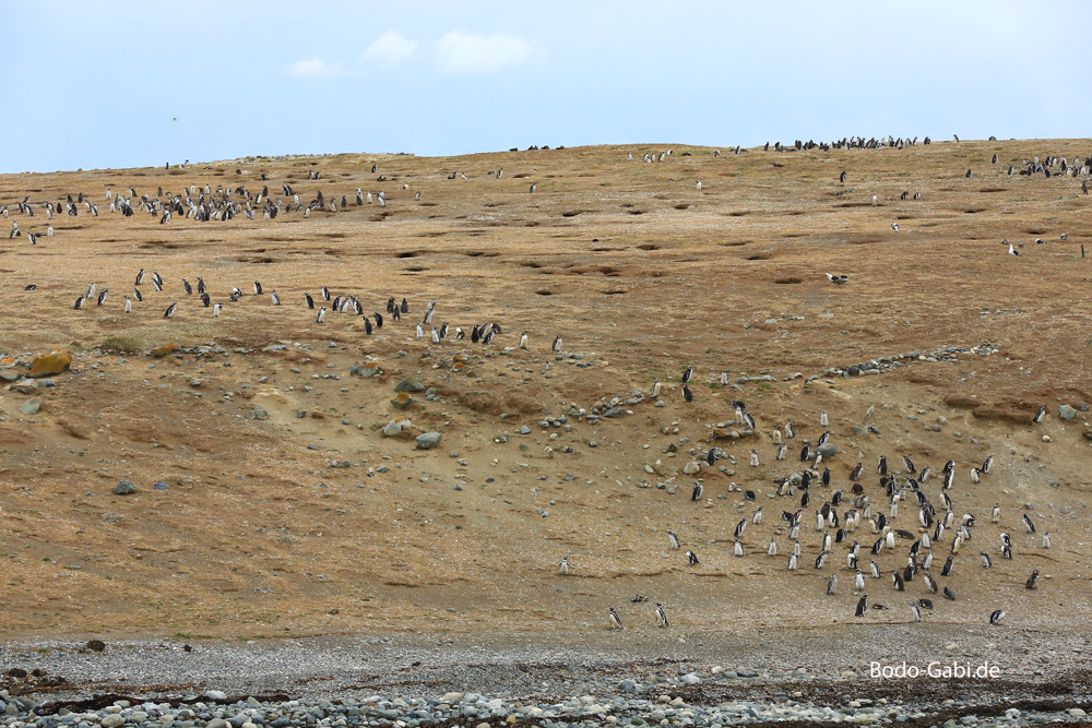 Magellan-Pinguine auf Magdalena Island