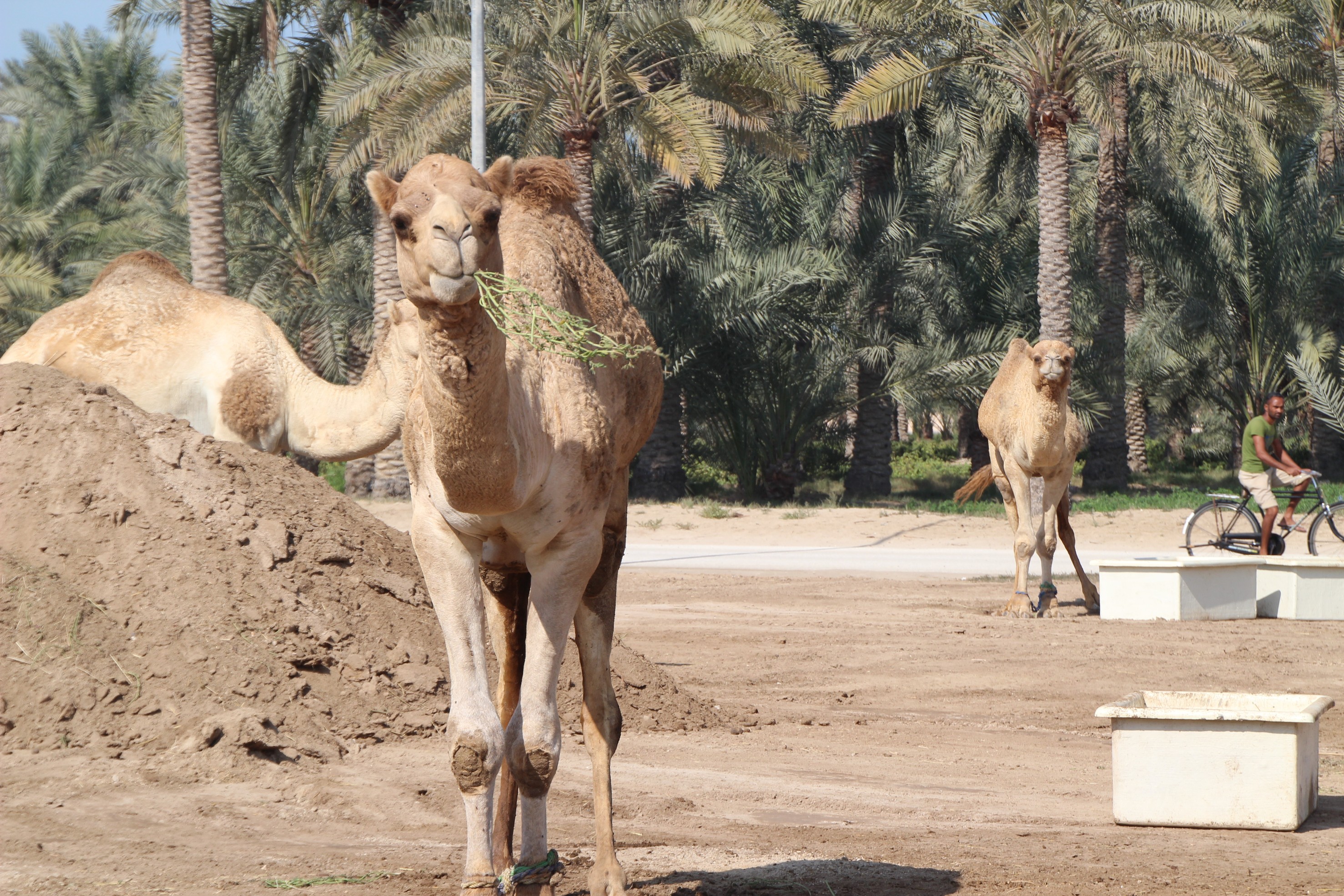 Bahrain - Königliche Kamelfarm in Janabiyah