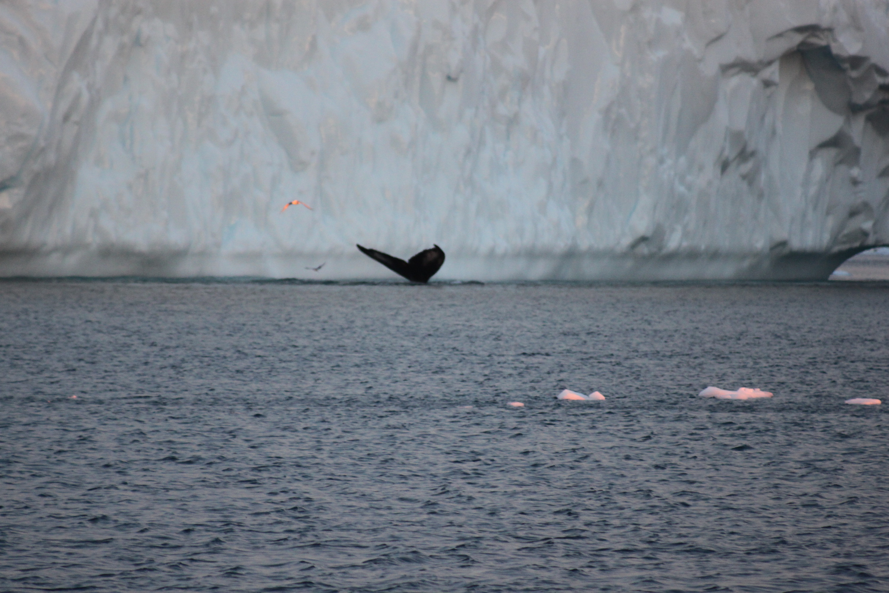 Buckelwal vor Eisbergkulisse