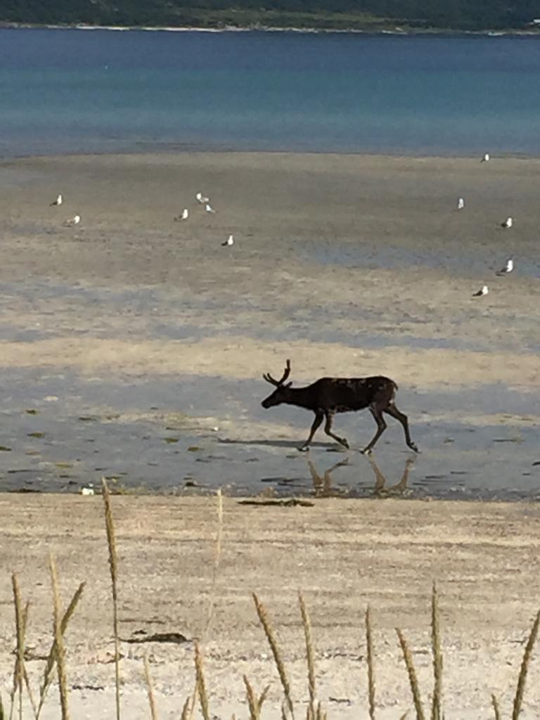 Tromso, Seltener Gast auf weißem Strand