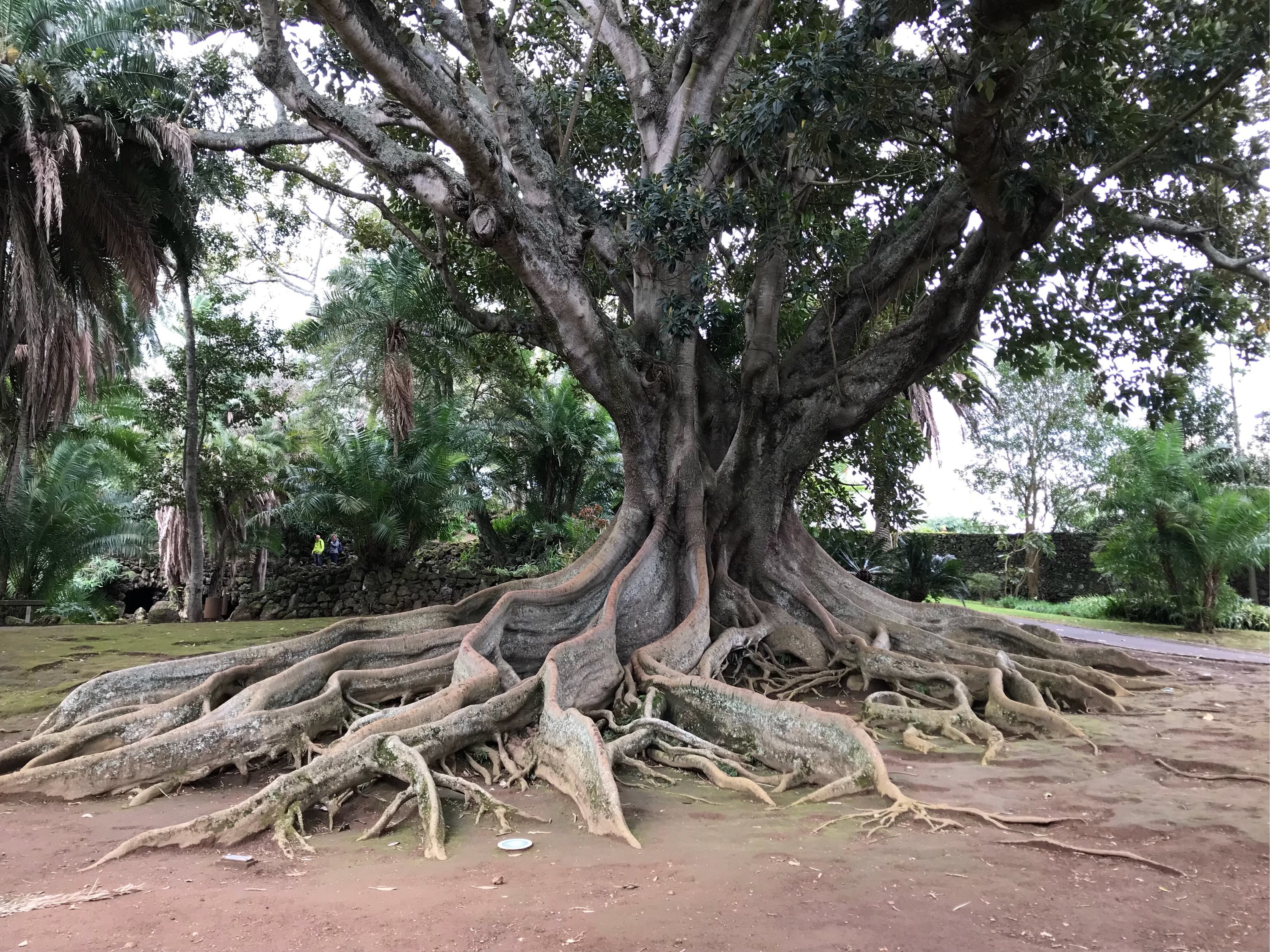 Insel São Miguel/Azoren