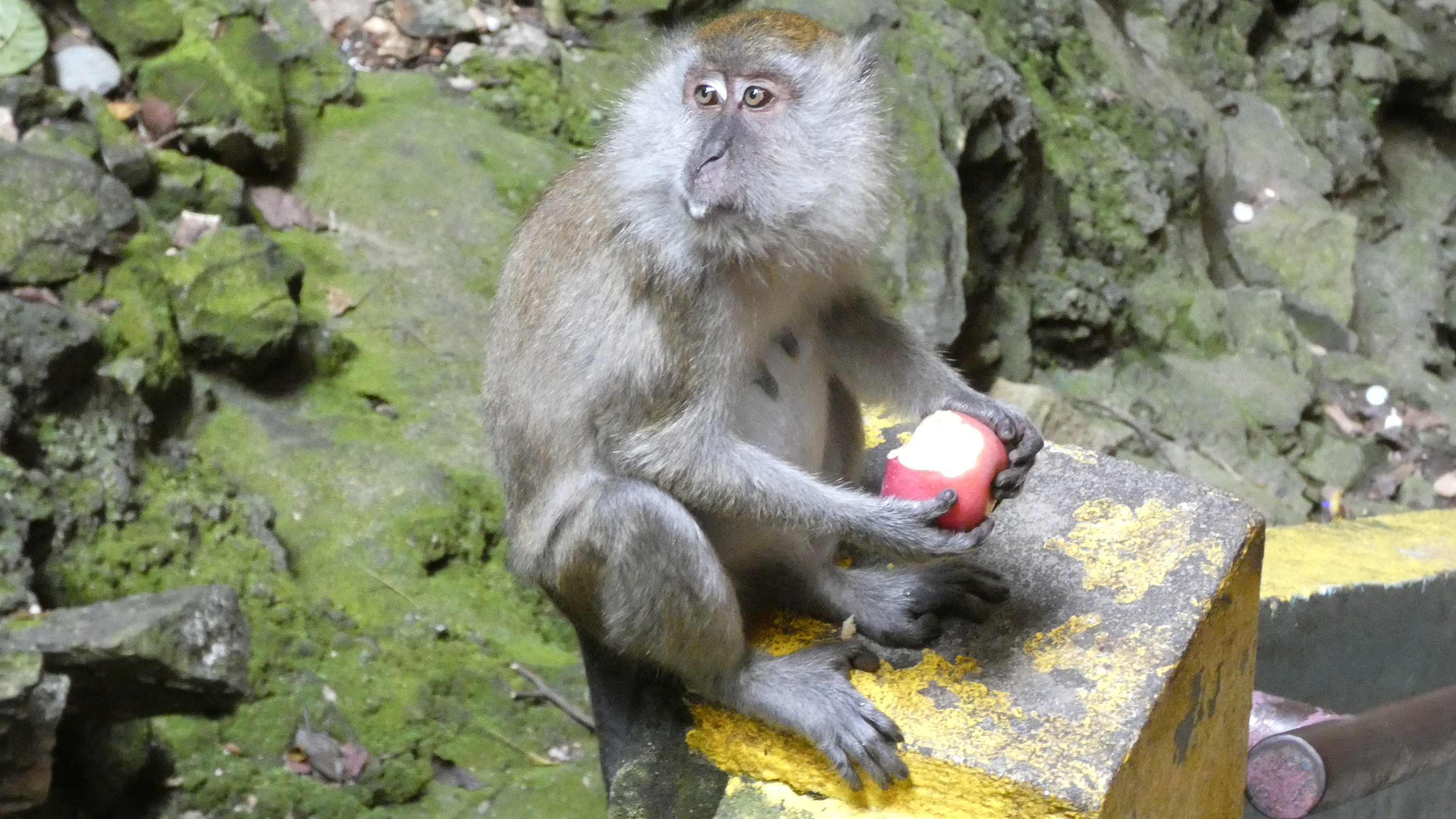 Affen in den Batu Caves, Malaysia - Nahe Kuala Lumpur