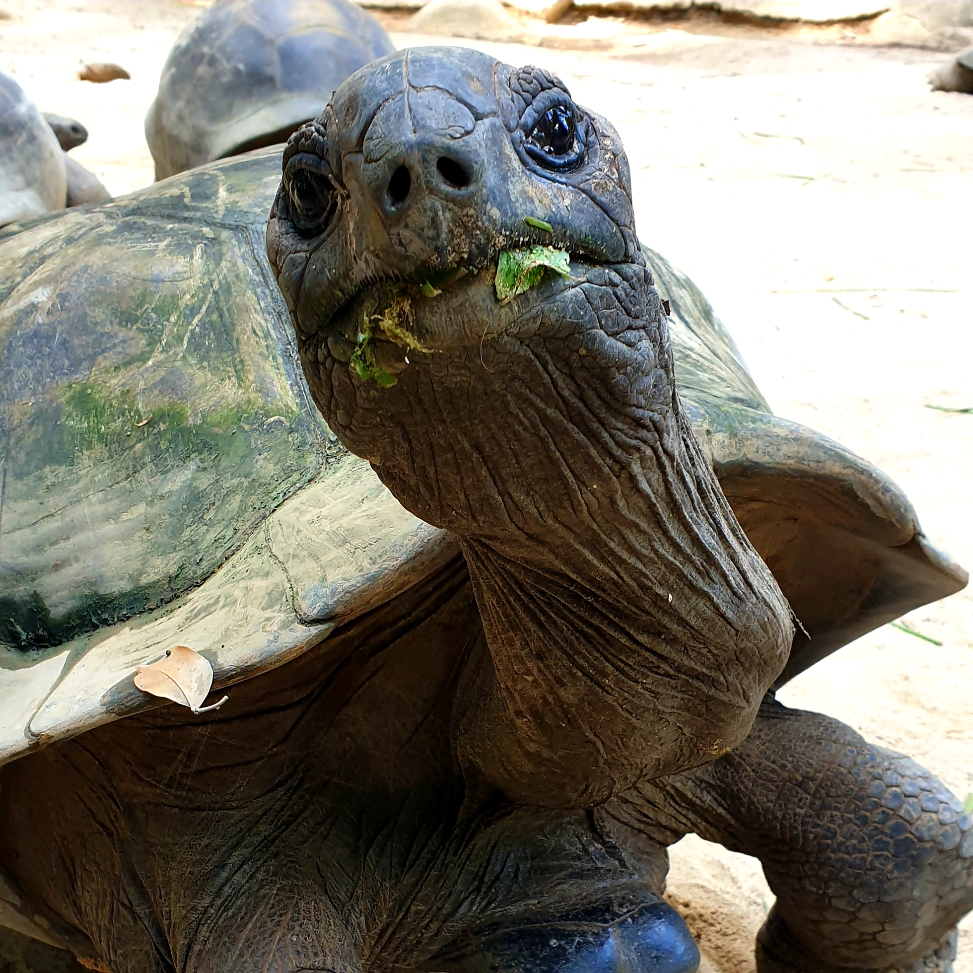Riesenschildkröte im Botanischen Garten auf Mahe(Seychellen)