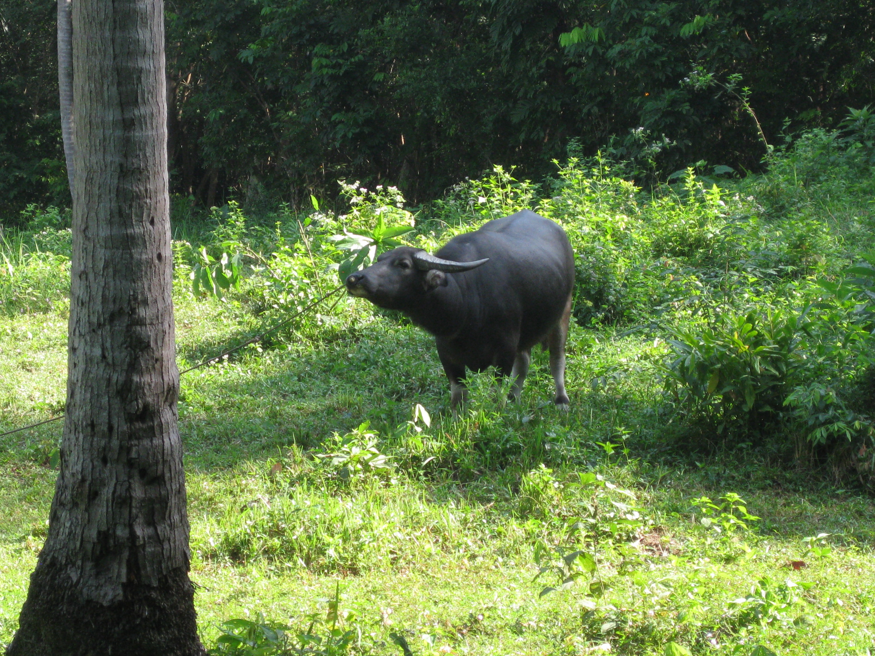 Koh Samui - Wasserbüffel werden so an die Leine gelegt :-(