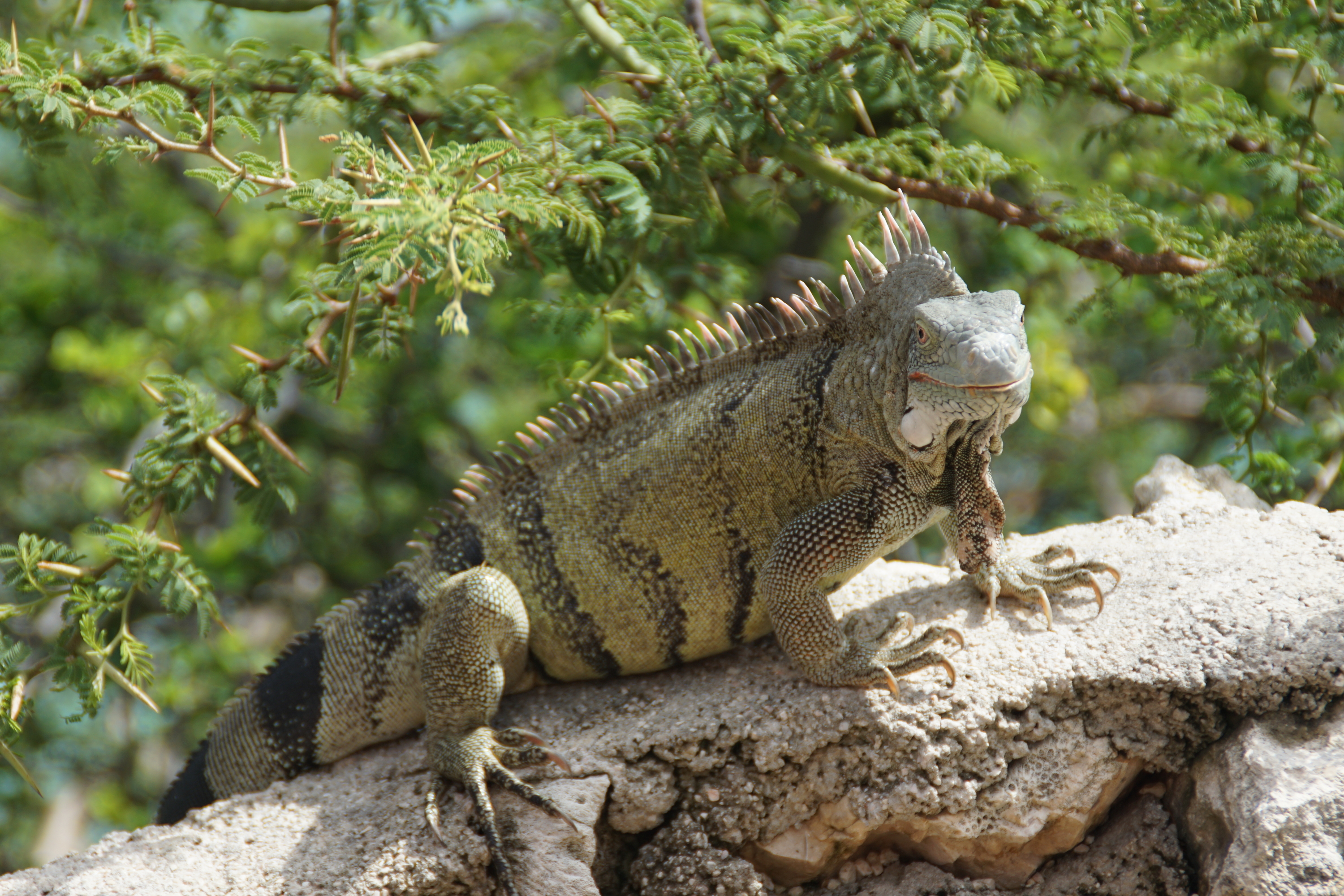 Hier sind Drachen, Curacao