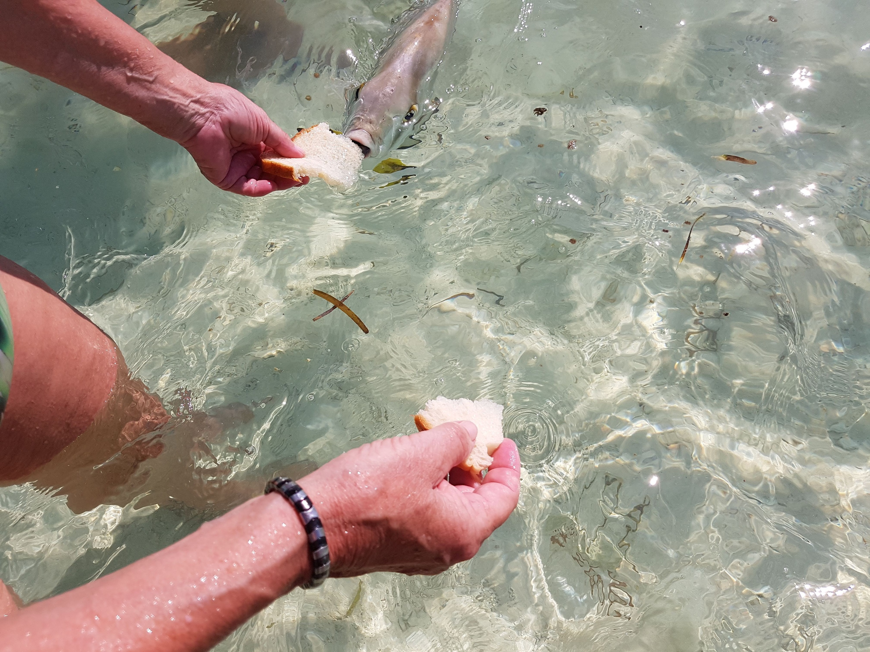 Fische füttern auf den Seychellen