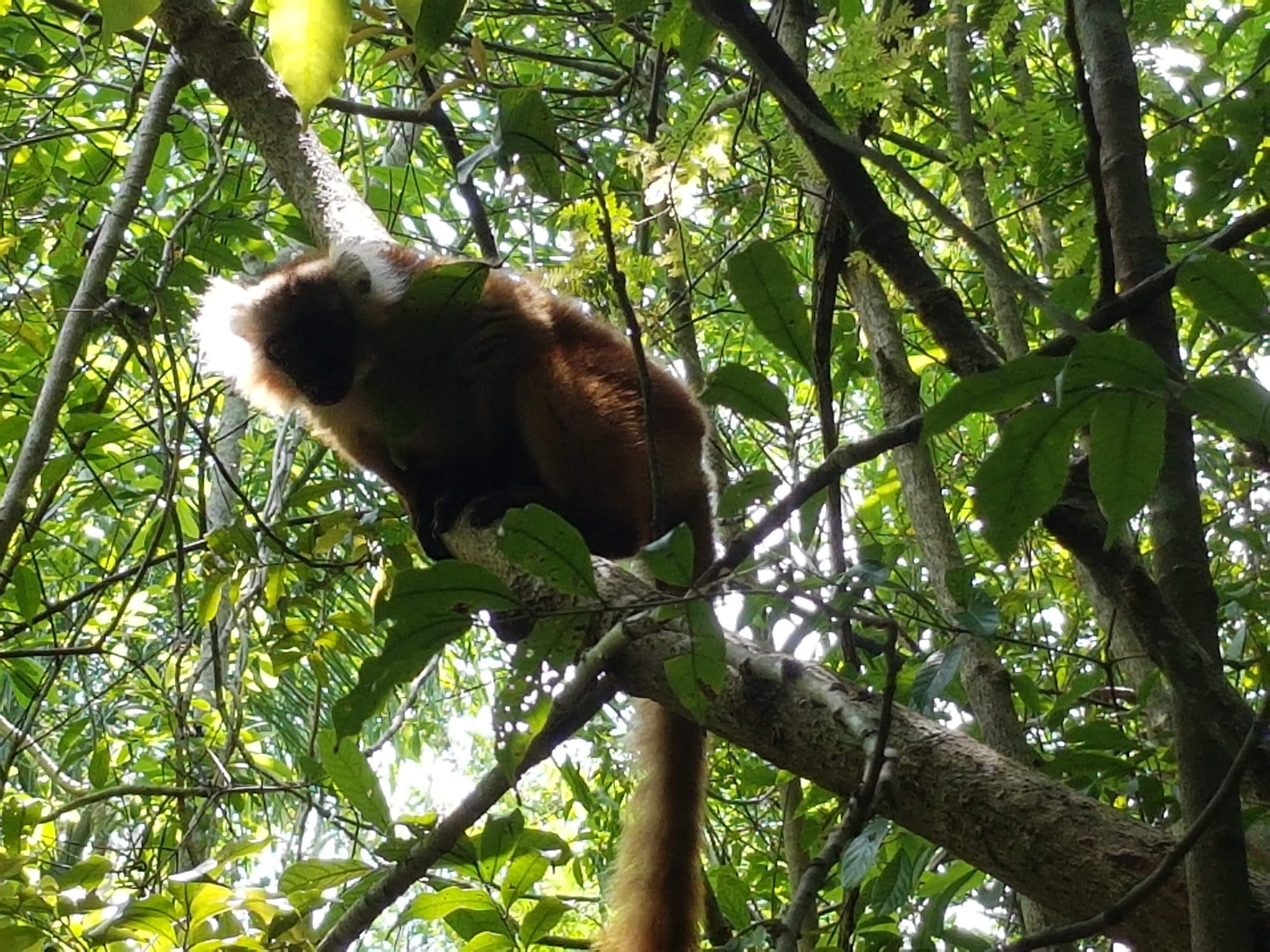 Im Dschungel von Madagaskar