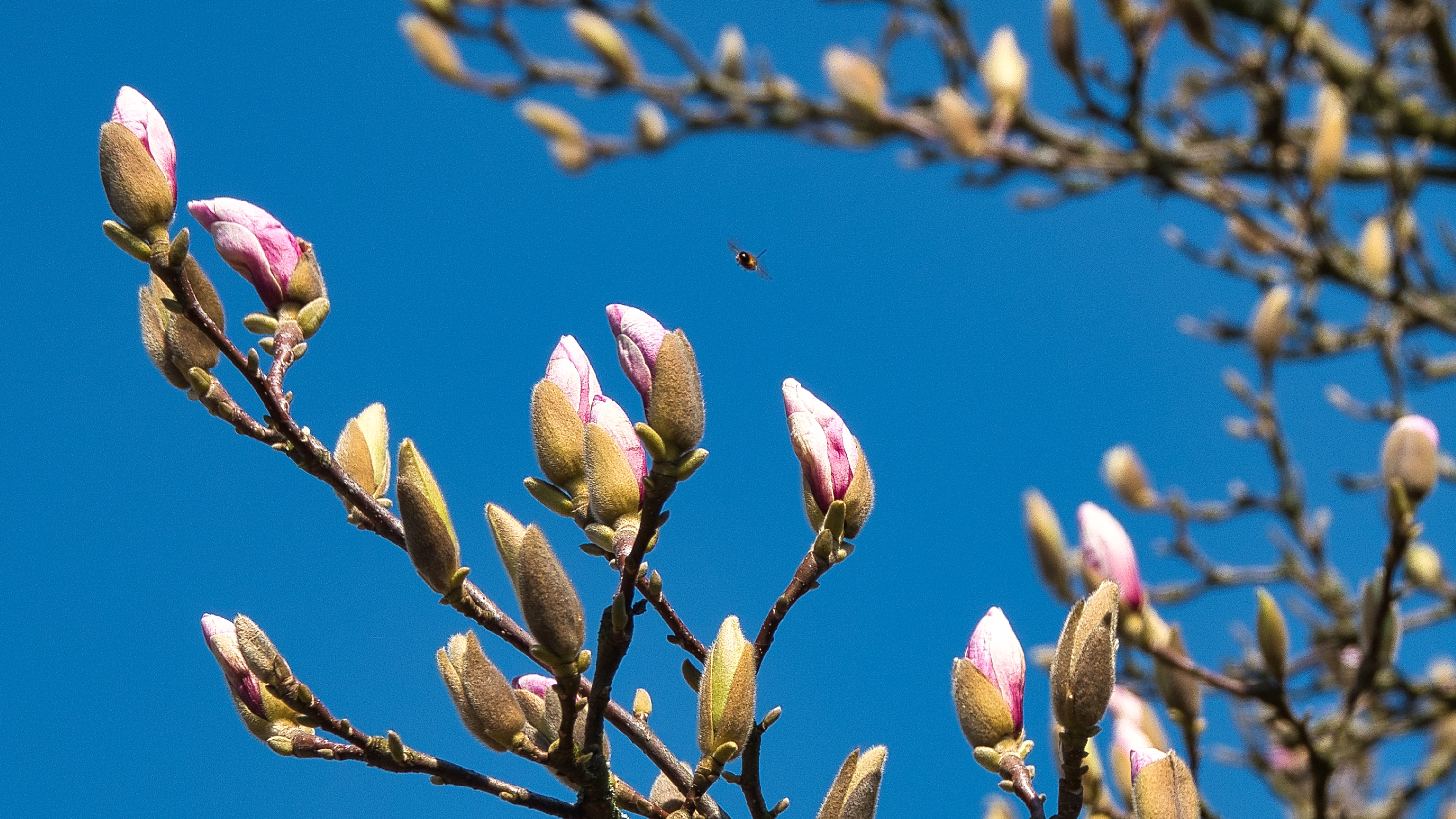 Die Magnolien fangen an zu knospen