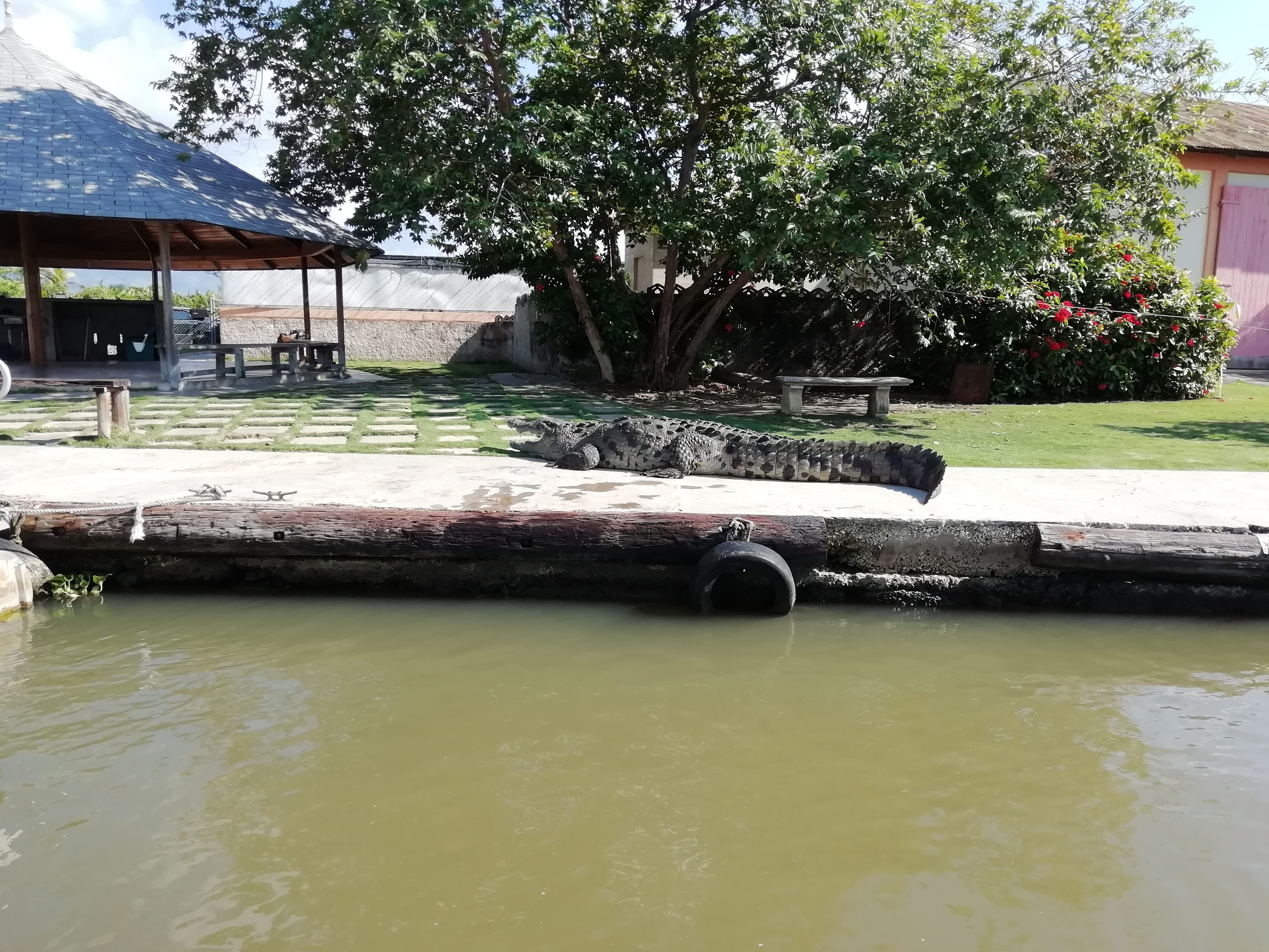 Krokodil Terence beim Sonnenbaden am Bootanleger zur Black River Safari