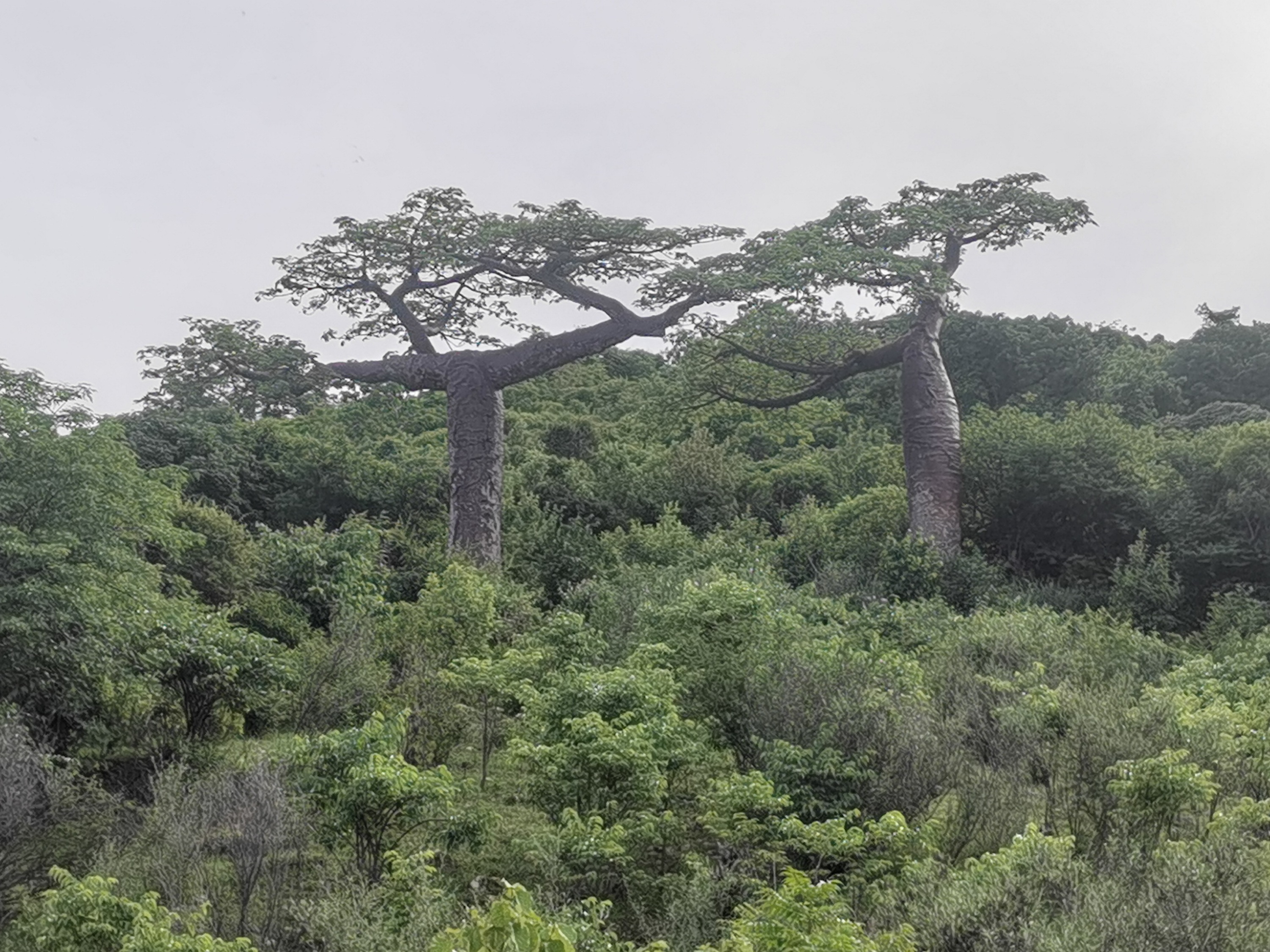 Seychellen Madagascar Mauritius . Schönste Tour