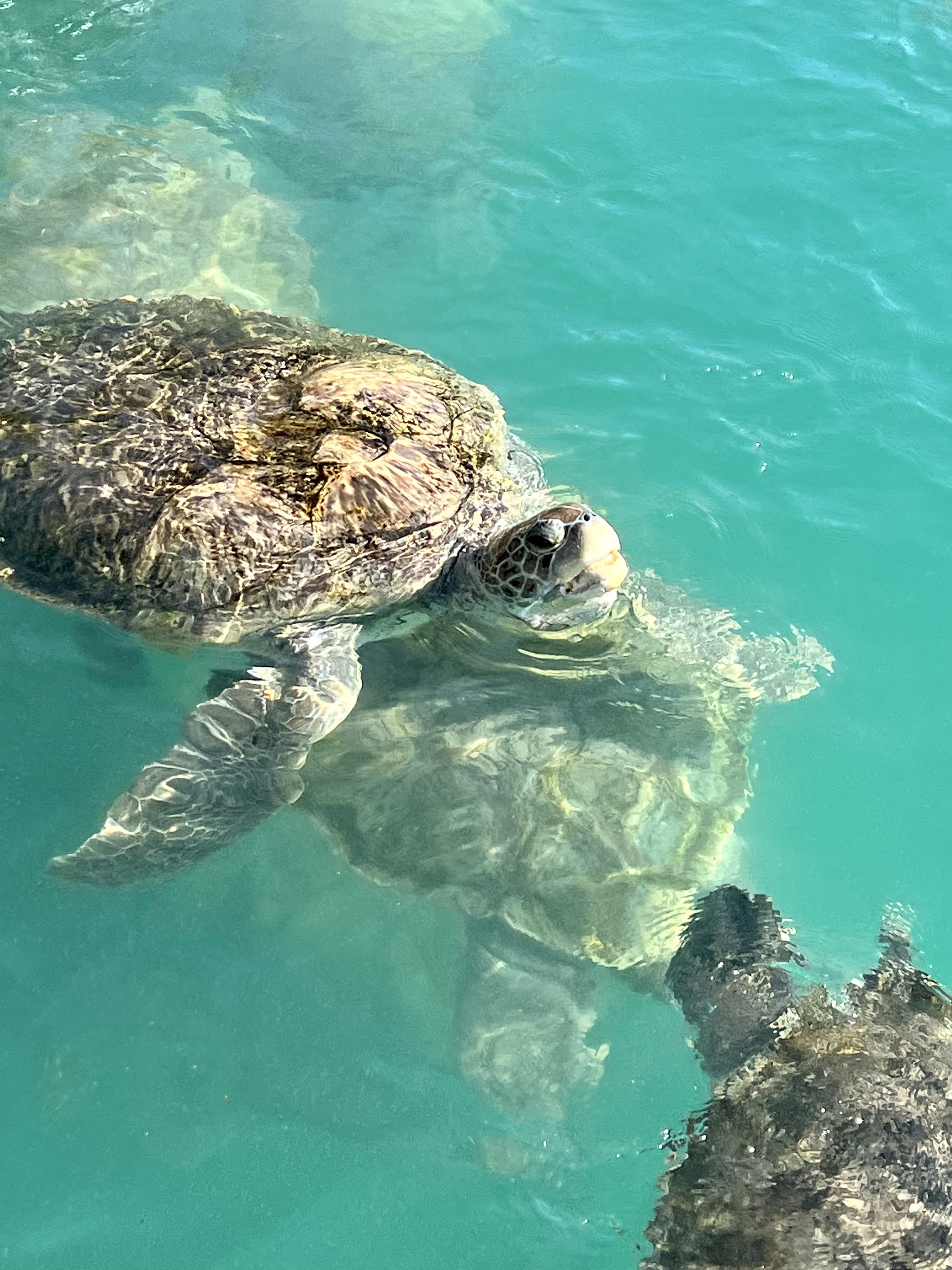 Schildkrötenaufzuchtstation (Cayman Islands)
