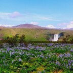 Hinter dem Lupinenmeer der Skógafoss/Südisland