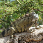 Hier sind Drachen, Curacao