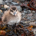 Entenküken im Hafen von Akureyri