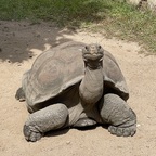 Korsika Schildkrötenpark