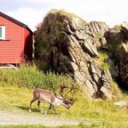 Ein Prachtexemplar in Skarsvåg/Nordkapinsel