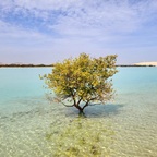 Mangrovenbaum auf Sir Bani Yas